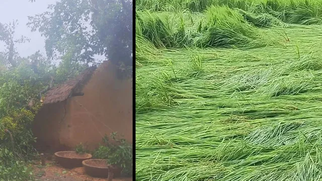 बारिश बनी आफत: श्रावस्ती में घर पर पेड़ गिरने से एक की मौत, 6 घायल; खतों में बिछीं धान-गन्ने की फसलें