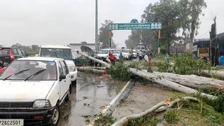 तेज हवा और बारिश के चलते गिरा पेड़