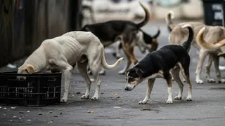 गुवा के कल्याण नगर में आक्रामक आवारा कुत्ते का आतंक।