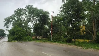पूर्वांचल विश्वविद्यालय के पास जलभराव से कमजोर हुए पेड़, तेज हवा में गिरे सात।