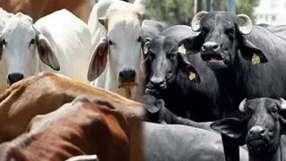 पशुपालकों की आमदनी बढ़ाएगा भैंसों के लिए बना सेक्स सार्टेड सीमन।