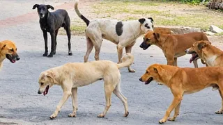 विश्व रेबीज दिवस: पूर्वांचल के सरकारी अस्पतालों में रेबीज संक्रमित मरीजों के लिए गंभीर सुविधाओं का अभाव।