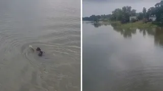 महिला को काफी मशक्कत के बाद सुरक्षित बाहर निकाल लिया गया। वायरल वीडियो