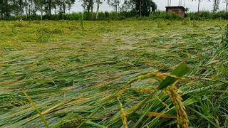 बरसात के पानी में डूबी धान की फसल। जागरण