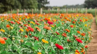 लद्दाख के छह जिलों में विकसित होंगे हाई-वैल्यू फूलों के खेत।