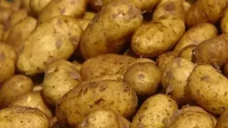 आलू का कोल्ड स्टोर का किराया तक देने में लोग असमर्थ।