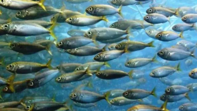 सहरसा में तैयार होगा मछली का चारा; प्लांट लगाने पर 60% सब्सिडी मिलेगी, समझें पूरी प्र‍क्र‍िया