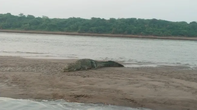 chambal river 8595