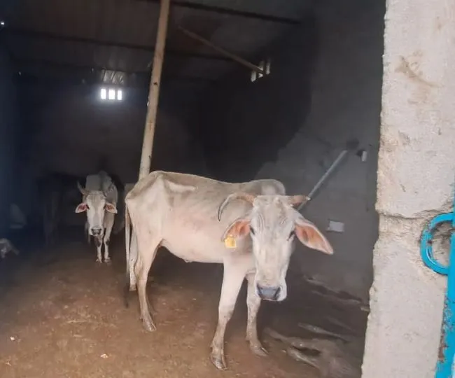 cow small badaun
