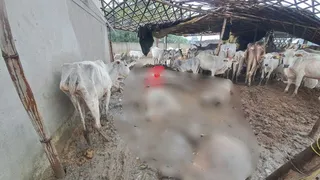 अभिगांव की गोशाला में कुछ इस तरह मरी पड़ीं गायें