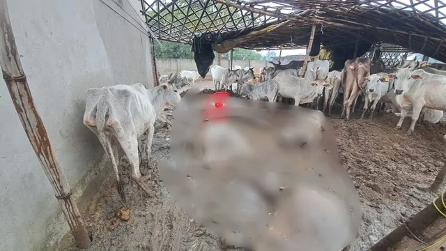 बदायूं में भारी बारिश ने गोशालाओं में बरपाया कहर, 80 से ज्यादा गायों की मौत; प्रशासन पर आंकड़े छिपाने का आरोप
