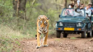 राज्य में 1 अक्टूबर से जंगल सफारी का शुभारंभ। जागरण