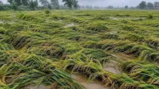आंधी और बारिश से फसलों का भारी नुकसान।