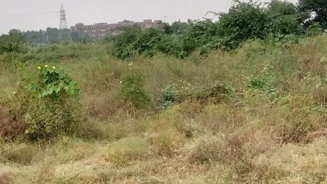 फरीदाबाद में मुक्केबाजी से कबड्डी तक...800 बेटियों का खेलना बंद, मैदान में कंटीली झाड़ियां और जहरीले जीव बने बाधा
