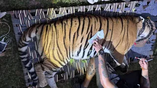 बाघिन को ट्रैंकुलाइज करने में मिली सफलता।