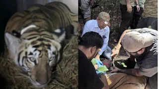 बाघिन का मेडिकल जांच करते चिकित्सक। सौ. वन विभाग