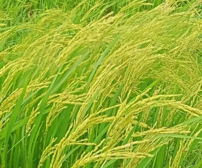 Bihar Weather Agri Bhagalpur Sunset Dazzles But Banka Paddy Faces Premature Ear Risk (1)