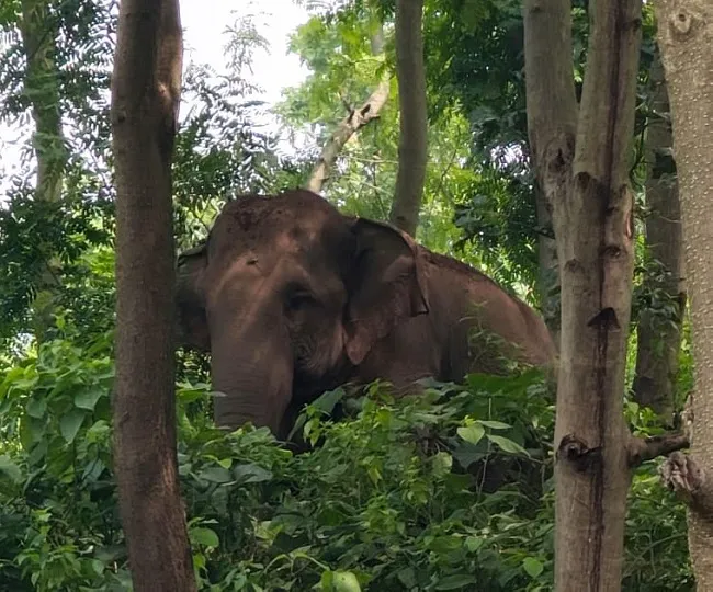 Tundi Elephant Incident