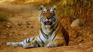 इसमें प्रतीकात्मक तस्वीर लगाई गई है।