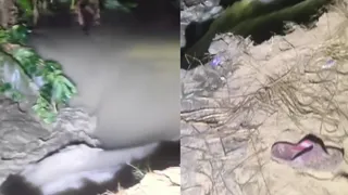 नौतन के फुलियाखड़ में चंपारण तटबंध टूटा। (वीडियो ग्रैब)