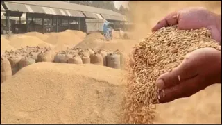 आज से शुरू होगा धान का उठान (फाइल फोटो)