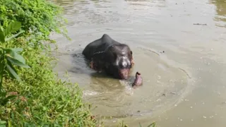 खाना न मिलने से नाराज गजराज धनराज उतरे तालाब में ,घंटो मनाने के बाद निकले बाहर