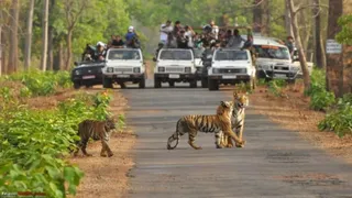 जंगल सफारी। (प्रतीकात्मक चित्र)