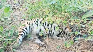 बाघ का शव। (प्रतीकात्मक चित्र)
