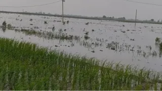 6500 हेक्टेयर से अधिक में फसल तबाह
