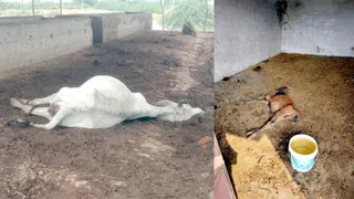मोहद्दीनपुर घटियुरा की गोशाला में गंदगी के बीच पड़ी गाय और अल्हागंज के नगला हलु गोशाला में पड़ा बछड़ा। जागरण