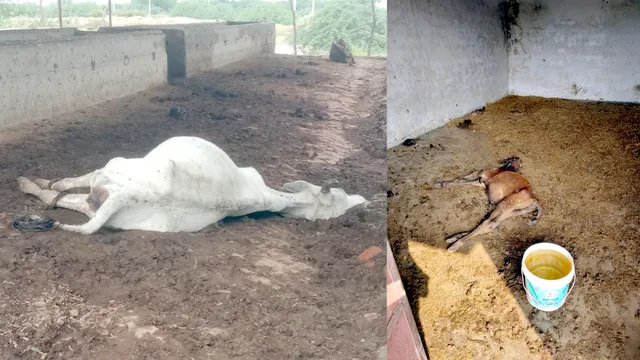 शाहजहांपुर की गोशालाओं में दिल दहलाने वाला मंजर: घुटनों तक पानी, कीचड़ में तड़प रहे बेजुबान; ना चारा मिला ना इलाज
