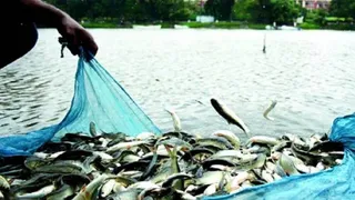 इसमें प्रतीकात्मक तस्वीर लगाई गई है।