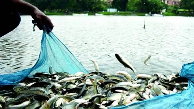 मछली पालकों को केसीसी का इंतजार, दरभंगा में 570 आवेदन के बाद भी एक को नहीं मिला ऋण