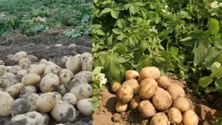 शिमला से ताजिकिस्तान तक पहुंचेगा हिमाचली आलू का बीज मंत्र।