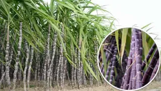 चार नई गन्ना किस्में अब उपलब्ध