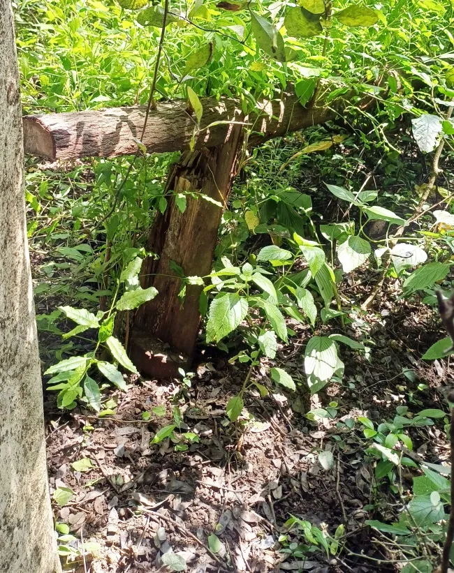 chandan tree SP 215