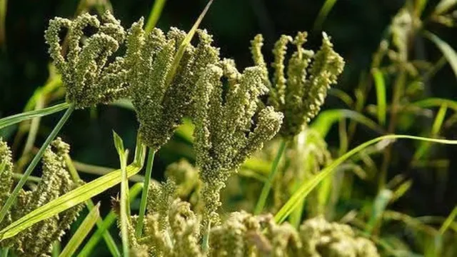 उत्तराखंड में एक अक्टूबर से मिलेट्स खरीद अभियान, मंडुवा का दाम बढ़कर 52.05 रुपये प्रति किलो हुआ