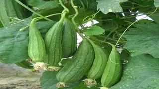 जितिया पर्व पर 400 रुपये किलो बिका सत्पुतिया झींगा। (फाइल फोटो)