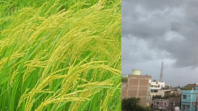 मानसून 2026 की विदाई, भागलपुर शहर में सामान्य से 12 फीसदी कम बारिश, सबौर में 970.3 मिमी के साथ पूरा हुआ कोटा
