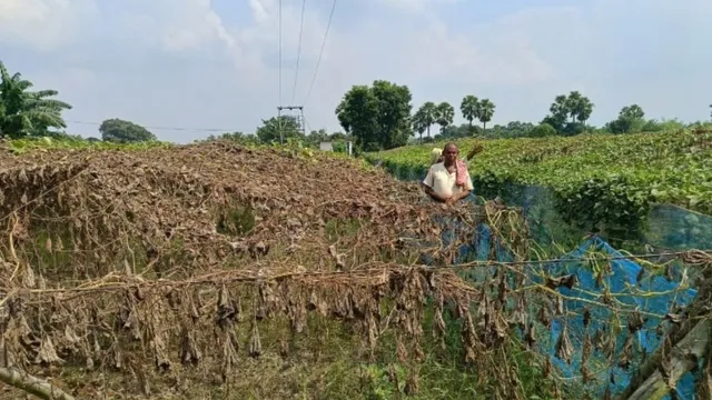 समस्तीपुर में नौ बीघा खेत में रातोंरात जहरीली दवा का स्प्रे, सुबह सूखती मिली लाखों की तैयार फसल