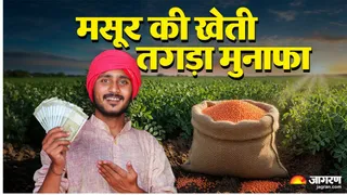 मसूर उत्पादन से चार माह में दोगुनी आय प्राप्त हो सकती है। फाइल फोटो