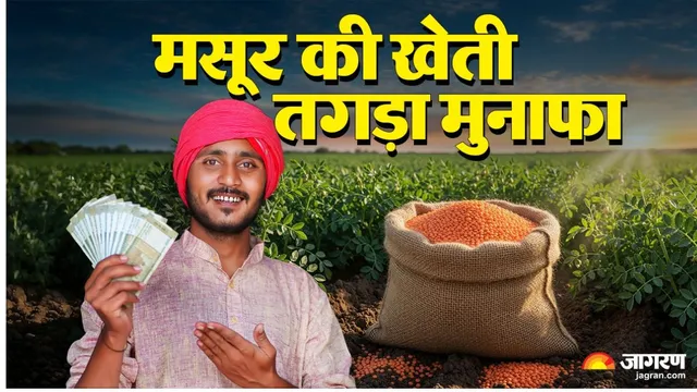 एक एकड़ मसूर की खेती में 13 हजार लगाकर पाएं 26000 मुनाफा, सीतामढ़ी को मॉडल बनाने की तैयारी
