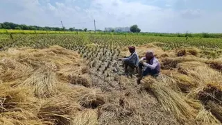 पराली को जमीन में मिलाएगा एचएयू का बायो डी-कंपोजर।