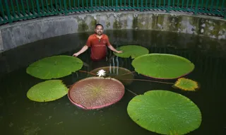 देहरादून में विशाल जलकुमुद ने फूल के साथ लिया आकार।