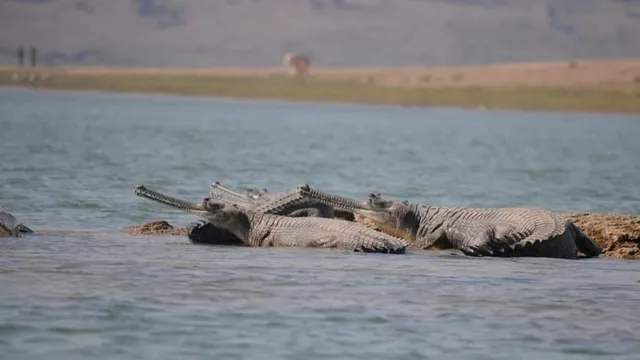 चलो चलें चंबल की ओर: बीहड़ के बीच बसती है रोमांचक दुनिया, नवंबर से घड़ियाल समेत प्रवासी पक्षियों से होगा गुलजार
