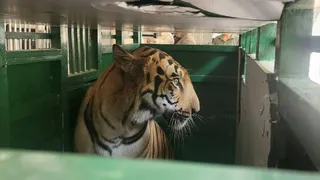 नागपुर से श्रीरेणुकाजी मिनी जू में आया बाघ। फोटो जागरण