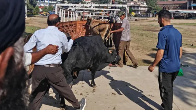 हिमाचल: सड़क पर बेसहारा छोड़े पशुओं के टैग से 3 मालिकों की पहचान, SDM नाहन ने दिए FIR दर्ज करने के निर्देश
