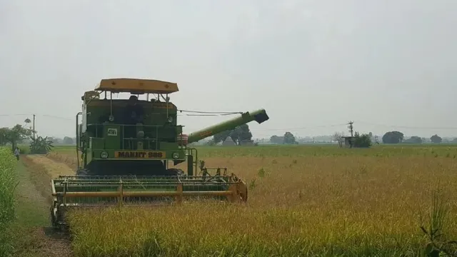 हरियाणा में अगले सप्ताह साफ रहेगा मौसम, धान कटाई में आएगी तेजी
