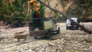 शिवालिक के पास बरकला वन रेंज में छोड़ा गया तेंदुो। सौ. वन विभाग