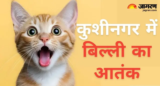 कुशीनगर में बिल्लियों के 'आतंक' से दहशत, अगस्त की तुलना में सितंबर में दोगुने हुए काटने के मामले

